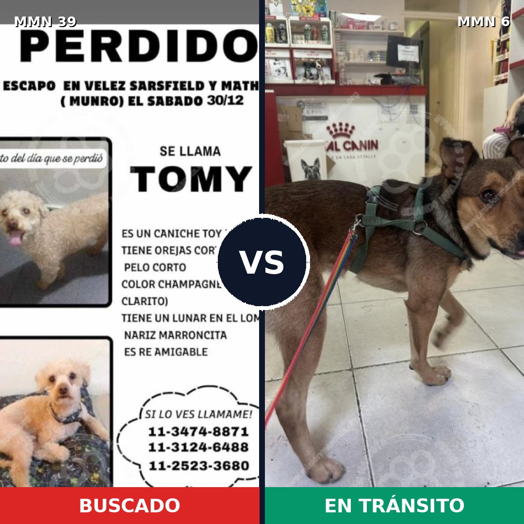 Comparativa MMS 1: mascota perdida y mascota encontrada, 22% de similitud