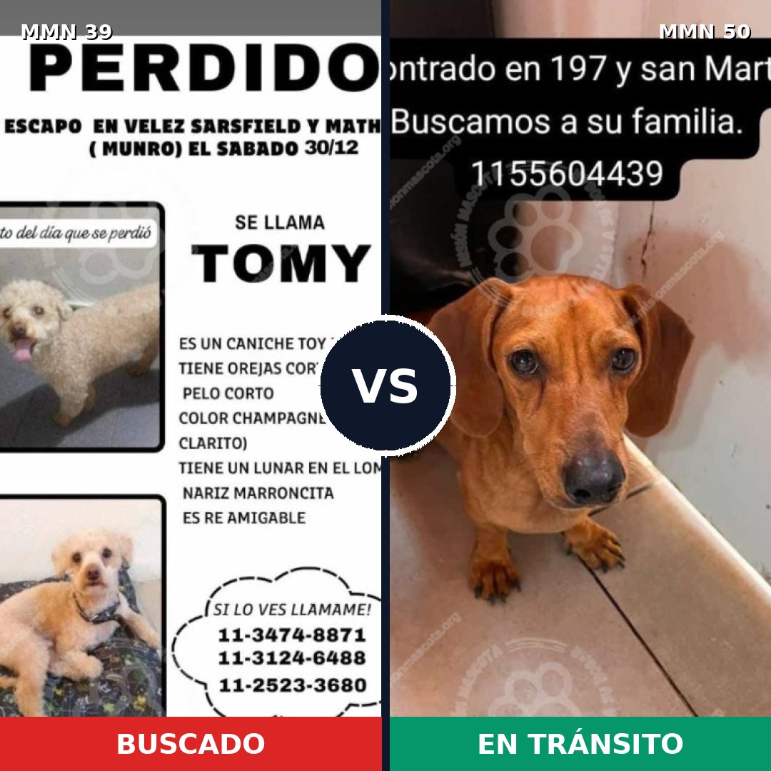 Comparativa MMS 10: mascota perdida y mascota encontrada, 29% de similitud