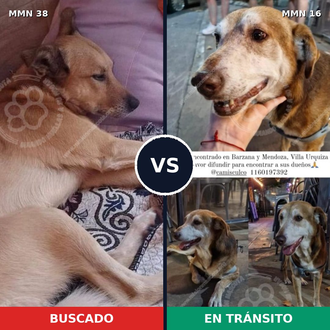 Comparativa MMS 100: mascota perdida y mascota encontrada, 80% de similitud