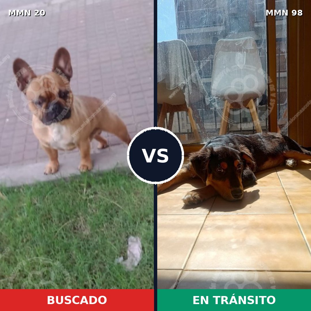 Comparativa MMS 1000: mascota perdida y mascota encontrada, 34% de similitud