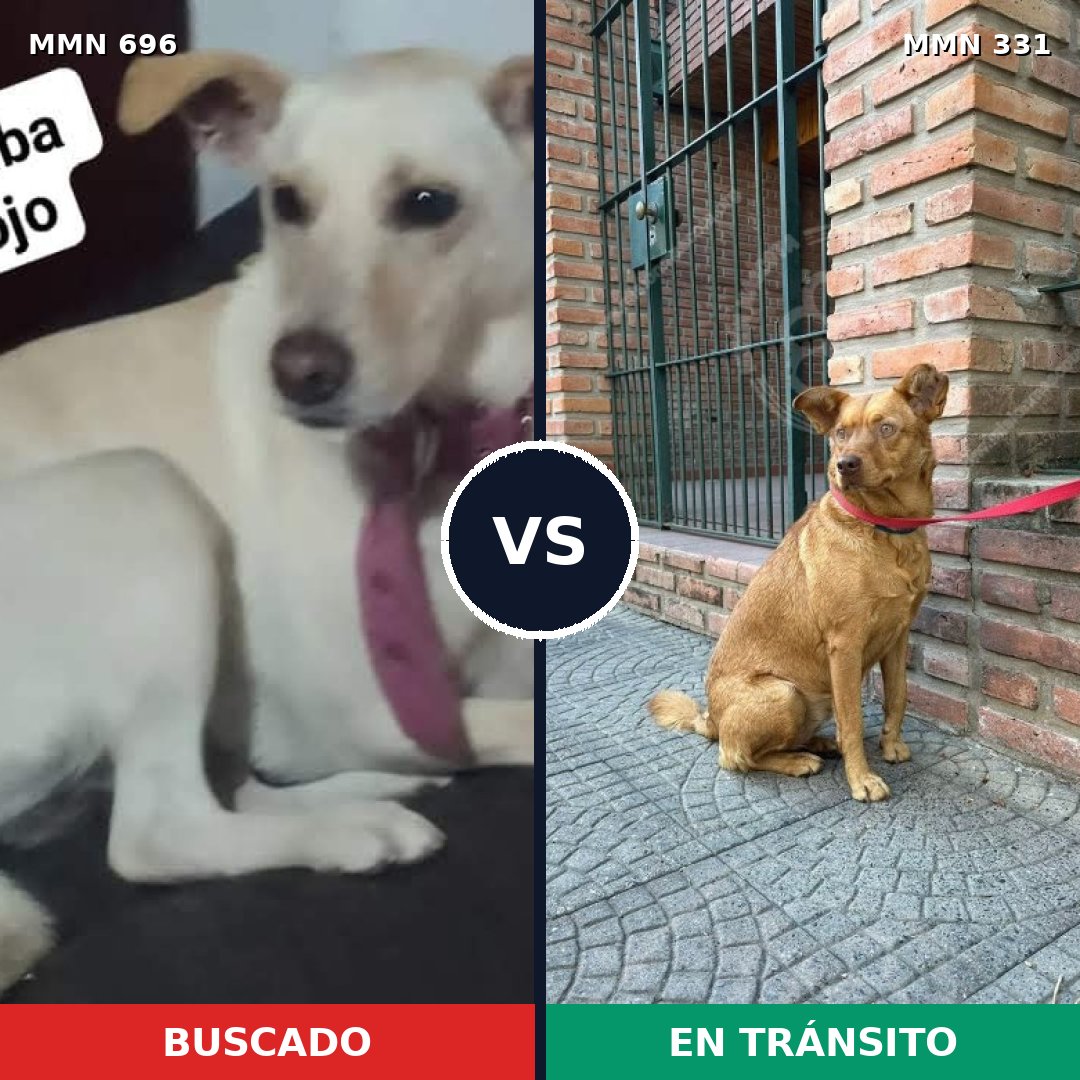 Comparativa MMS 10000: mascota perdida y mascota encontrada, 32% de similitud