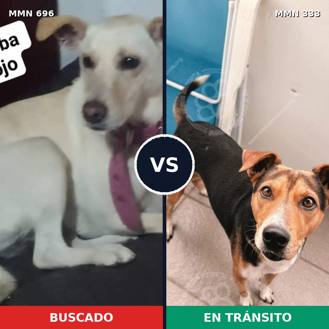 Comparativa MMS 10001: mascota perdida y mascota encontrada, 32% de similitud