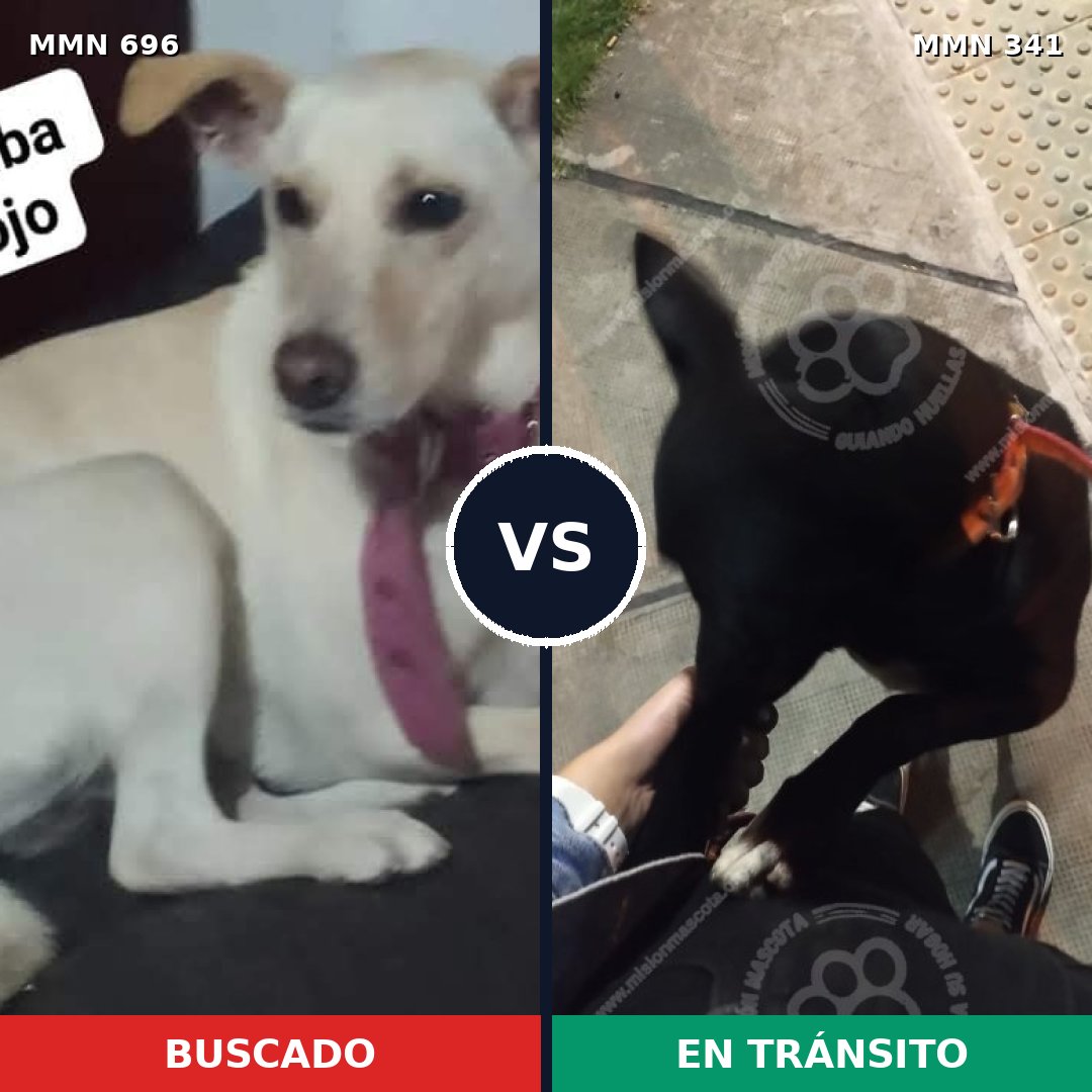Comparativa MMS 10002: mascota perdida y mascota encontrada, 30% de similitud