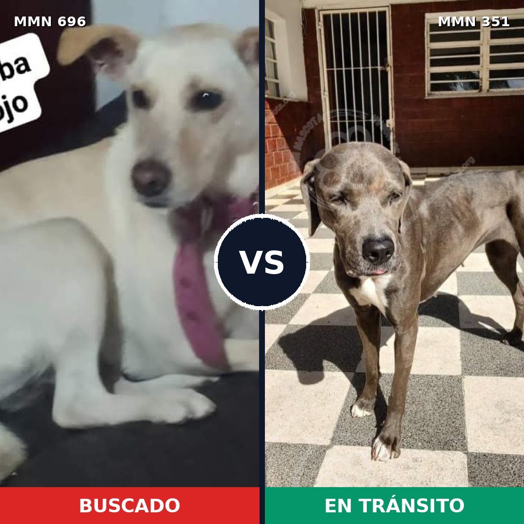 Comparativa MMS 10003: mascota perdida y mascota encontrada, 41% de similitud