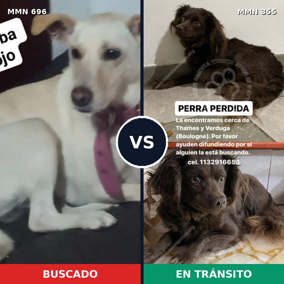 Comparativa MMS 10004: mascota perdida y mascota encontrada, 32% de similitud