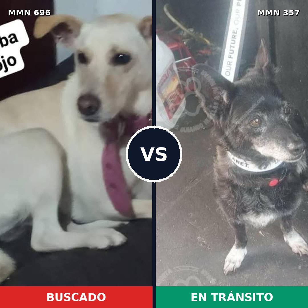 Comparativa MMS 10005: mascota perdida y mascota encontrada, 32% de similitud