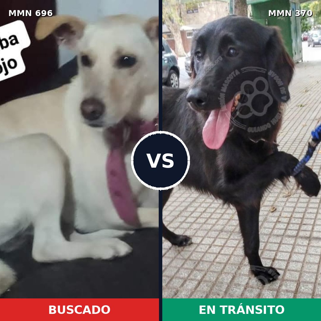 Comparativa MMS 10006: mascota perdida y mascota encontrada, 31% de similitud