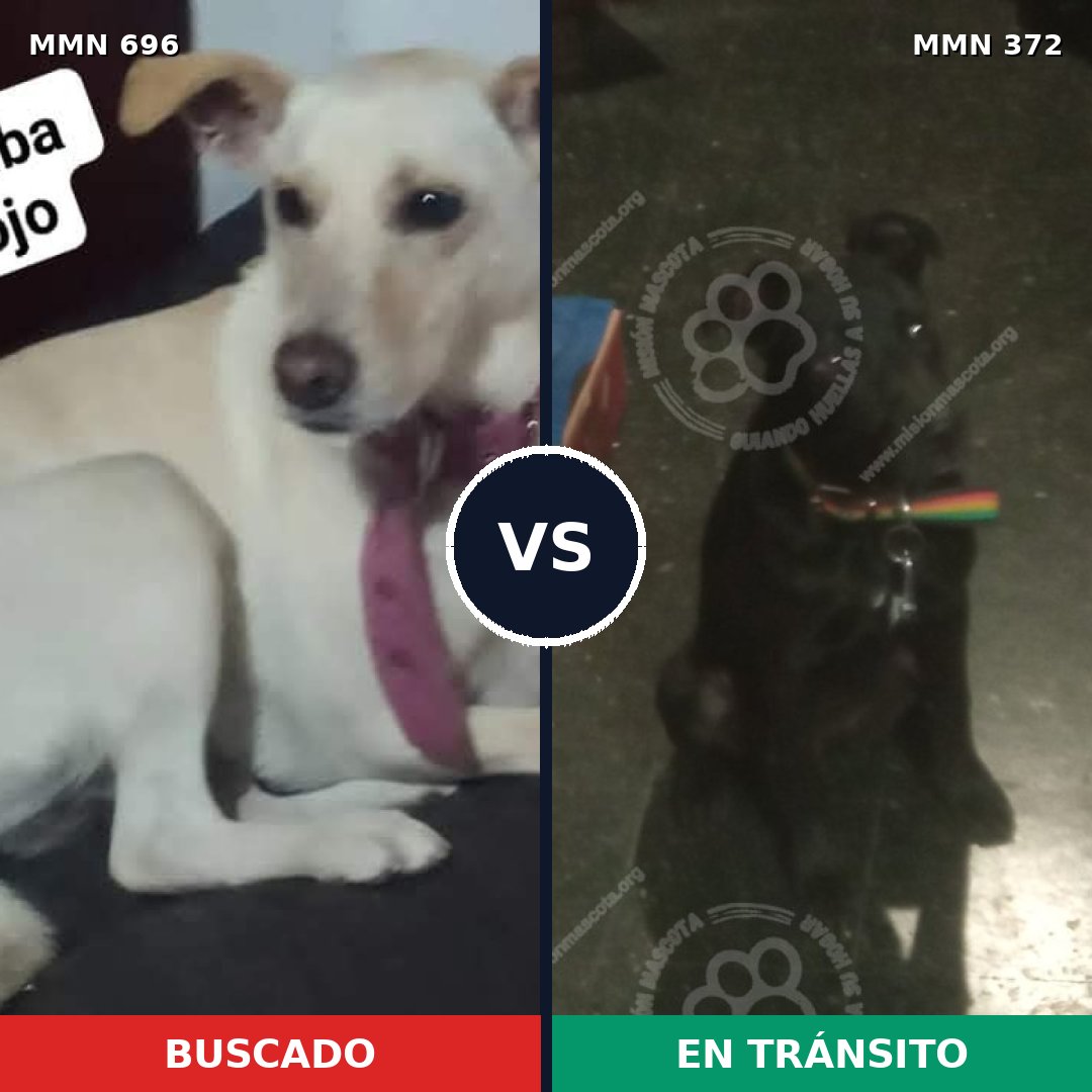 Comparativa MMS 10007: mascota perdida y mascota encontrada, 30% de similitud