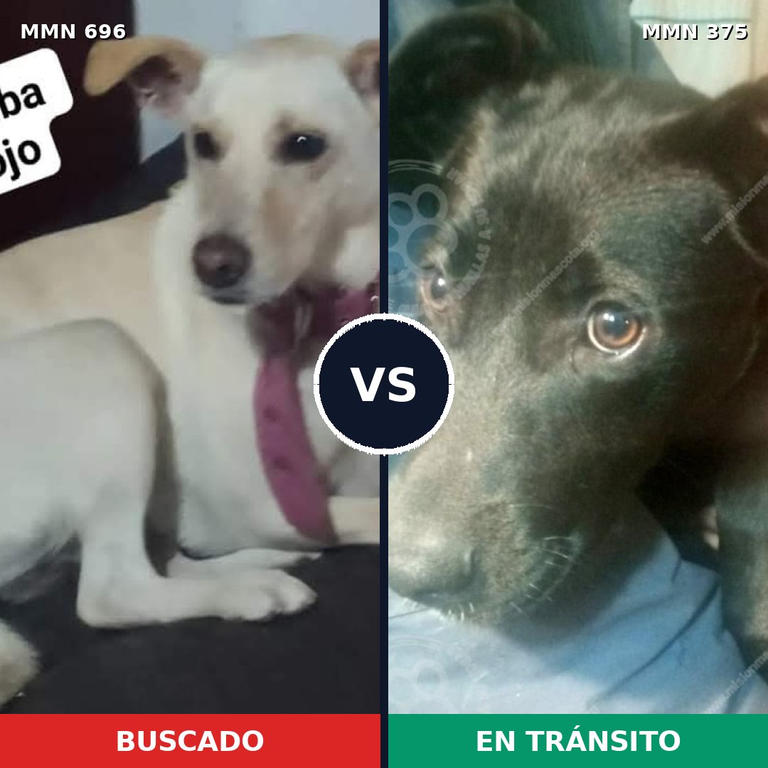 Comparativa MMS 10008: mascota perdida y mascota encontrada, 29% de similitud