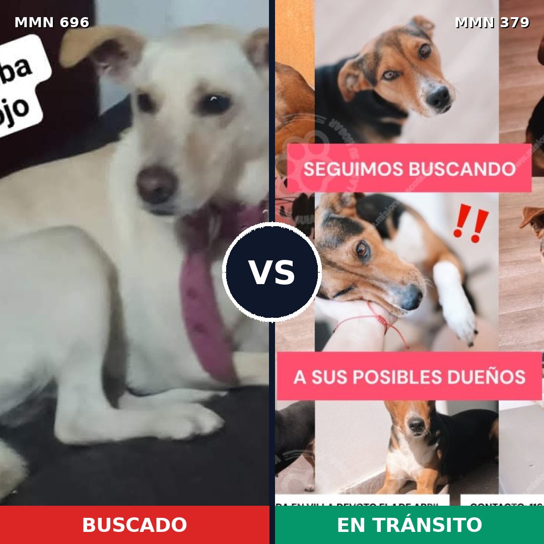 Comparativa MMS 10009: mascota perdida y mascota encontrada, 30% de similitud
