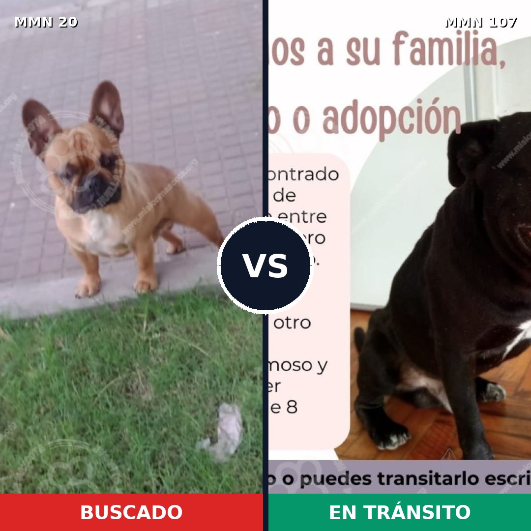 Comparativa MMS 1001: mascota perdida y mascota encontrada, 41% de similitud