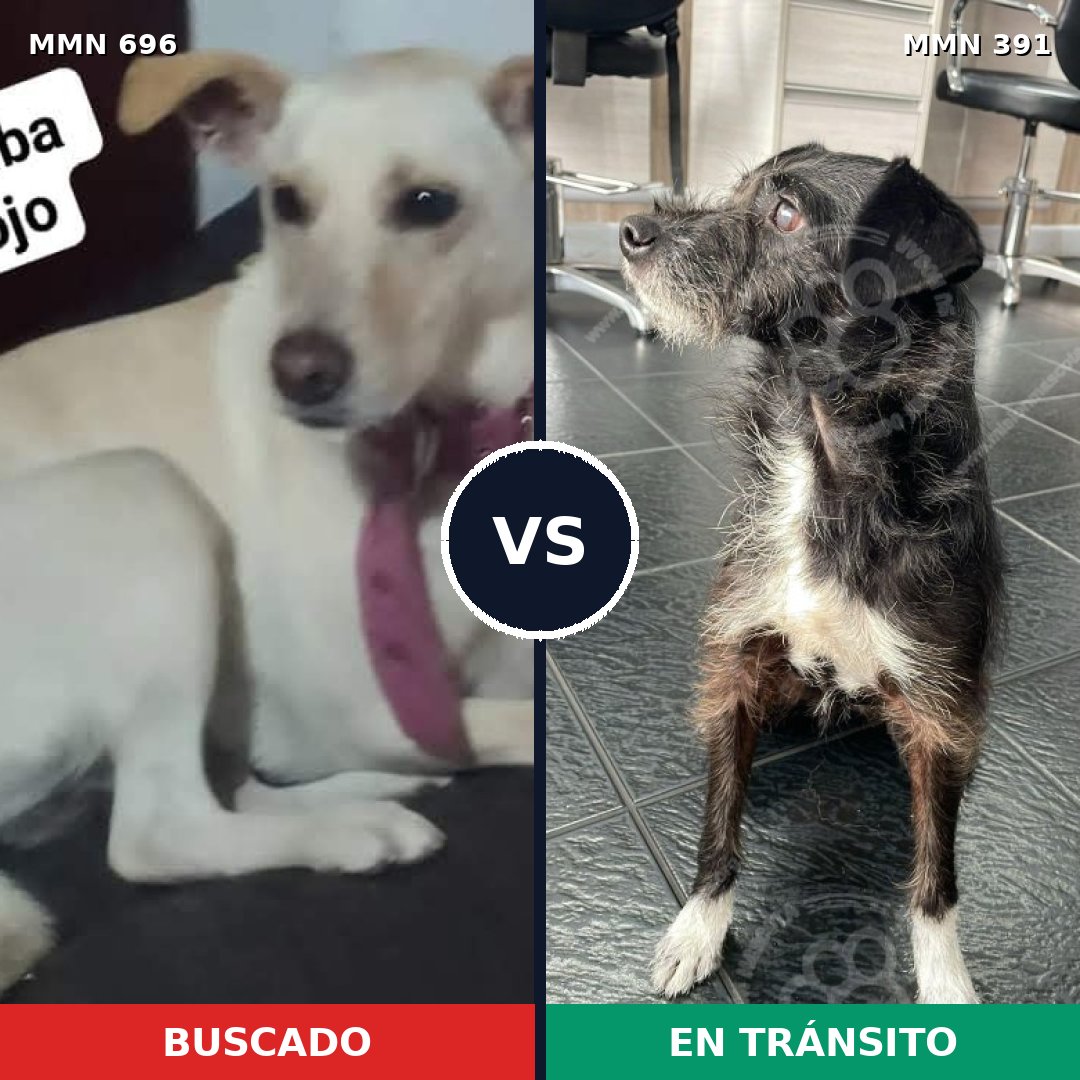 Comparativa MMS 10010: mascota perdida y mascota encontrada, 32% de similitud