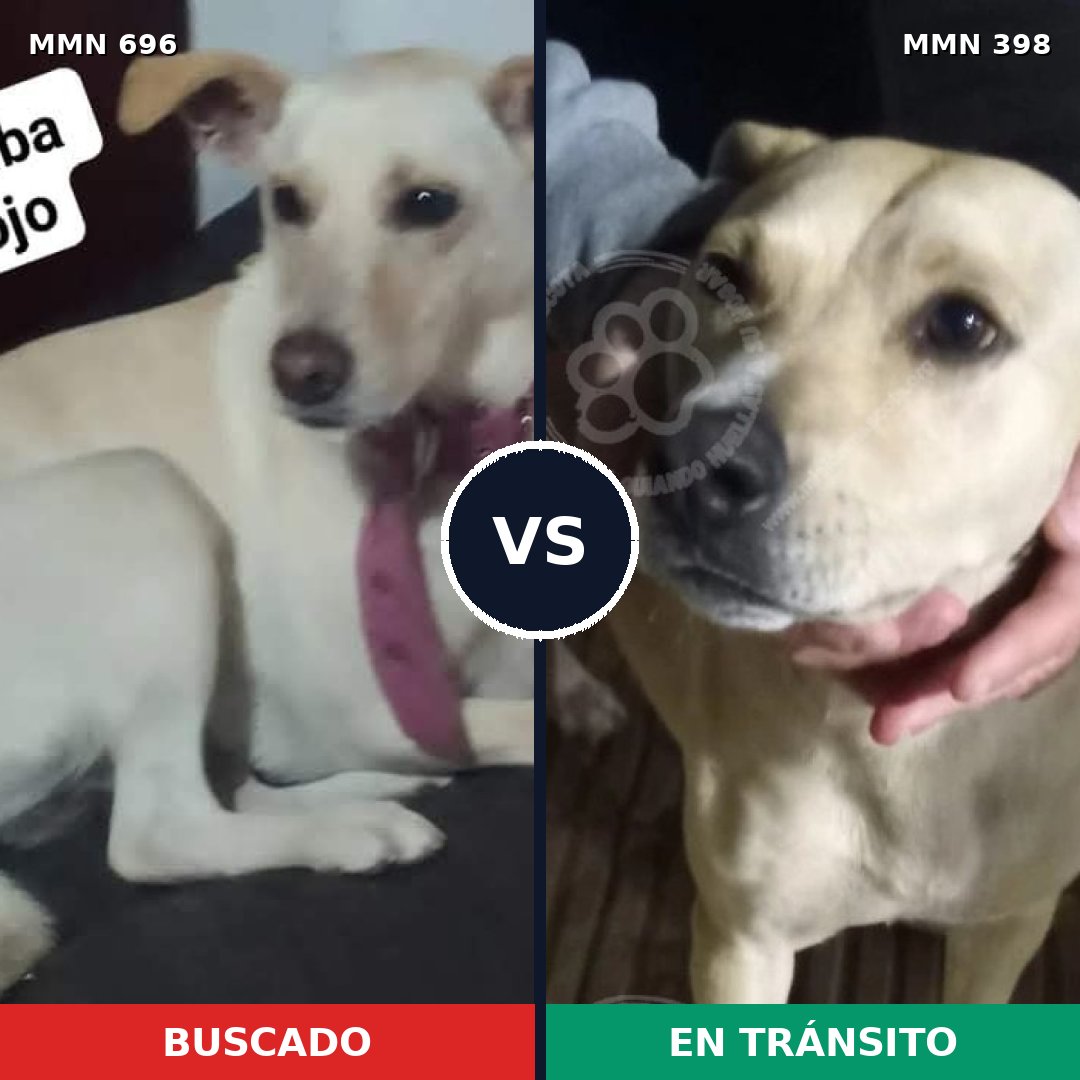Comparativa MMS 10011: mascota perdida y mascota encontrada, 48% de similitud