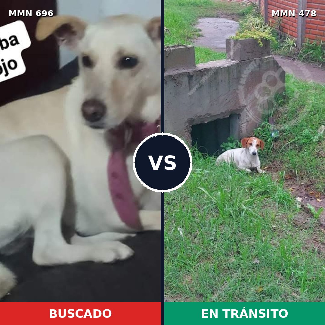 Comparativa MMS 10012: mascota perdida y mascota encontrada, 36% de similitud