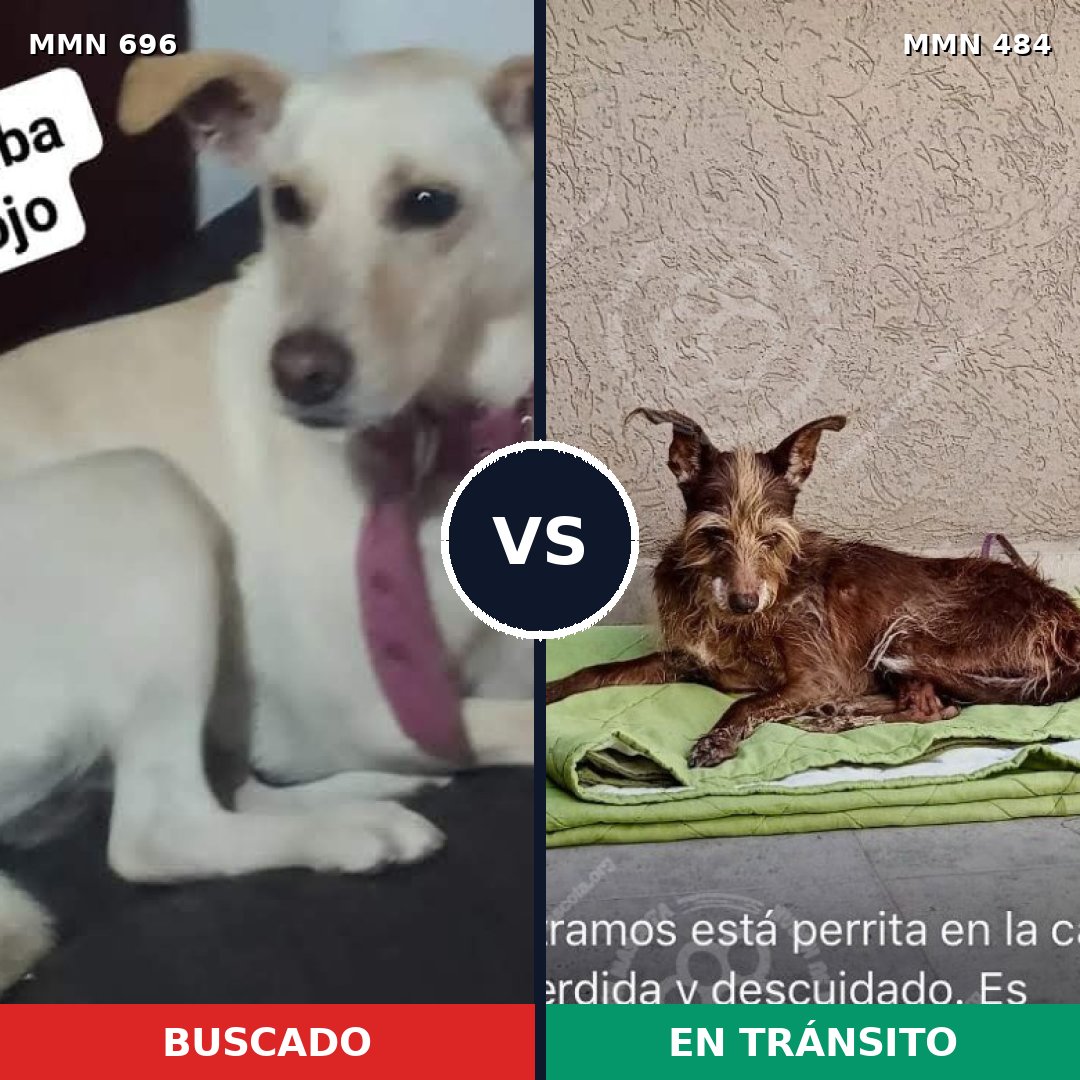 Comparativa MMS 10013: mascota perdida y mascota encontrada, 32% de similitud