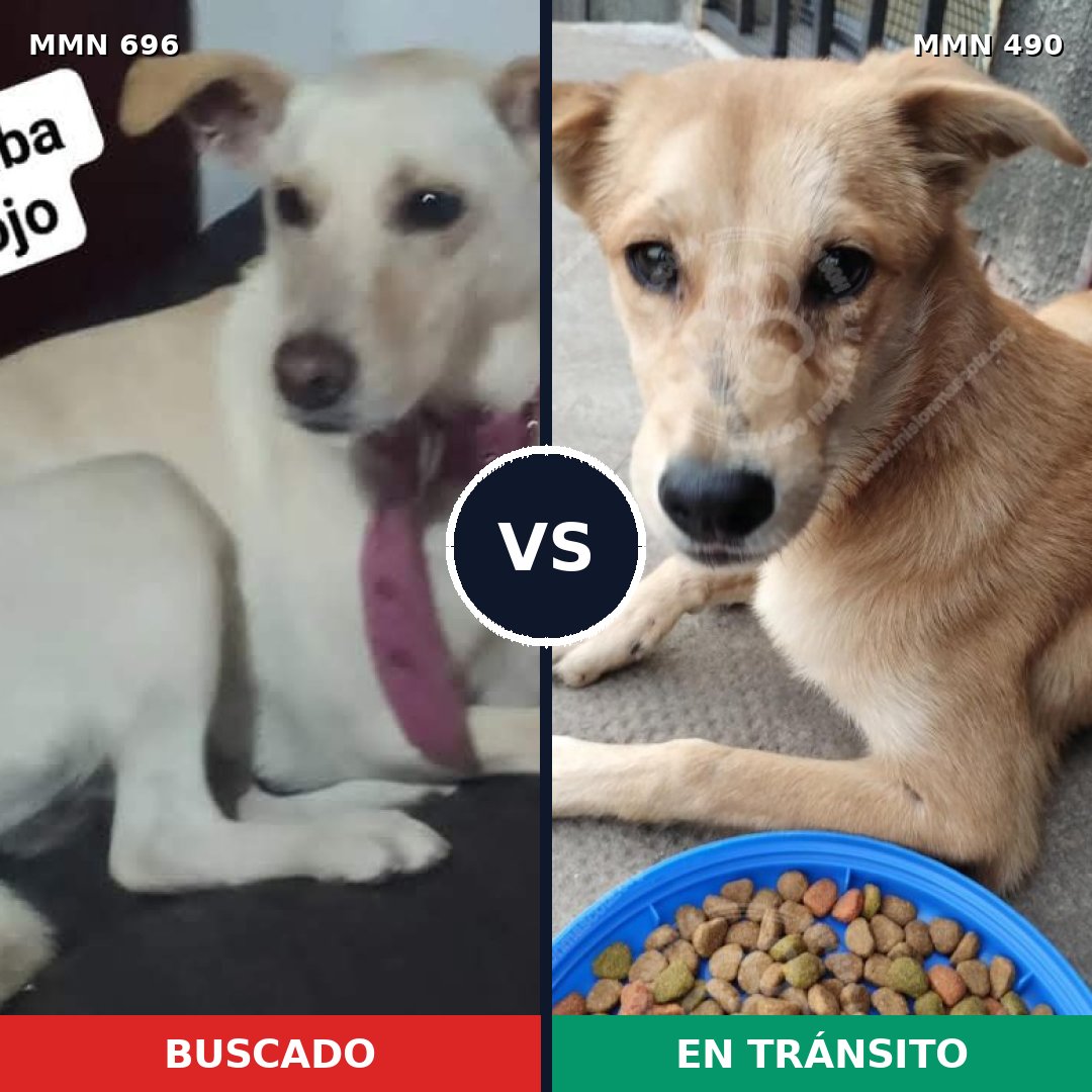 Comparativa MMS 10015: mascota perdida y mascota encontrada, 28% de similitud