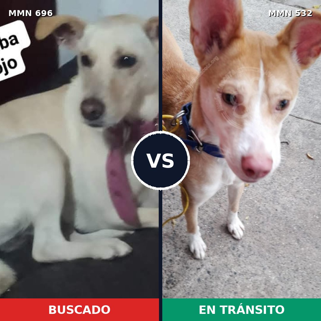 Comparativa MMS 10016: mascota perdida y mascota encontrada, 29% de similitud