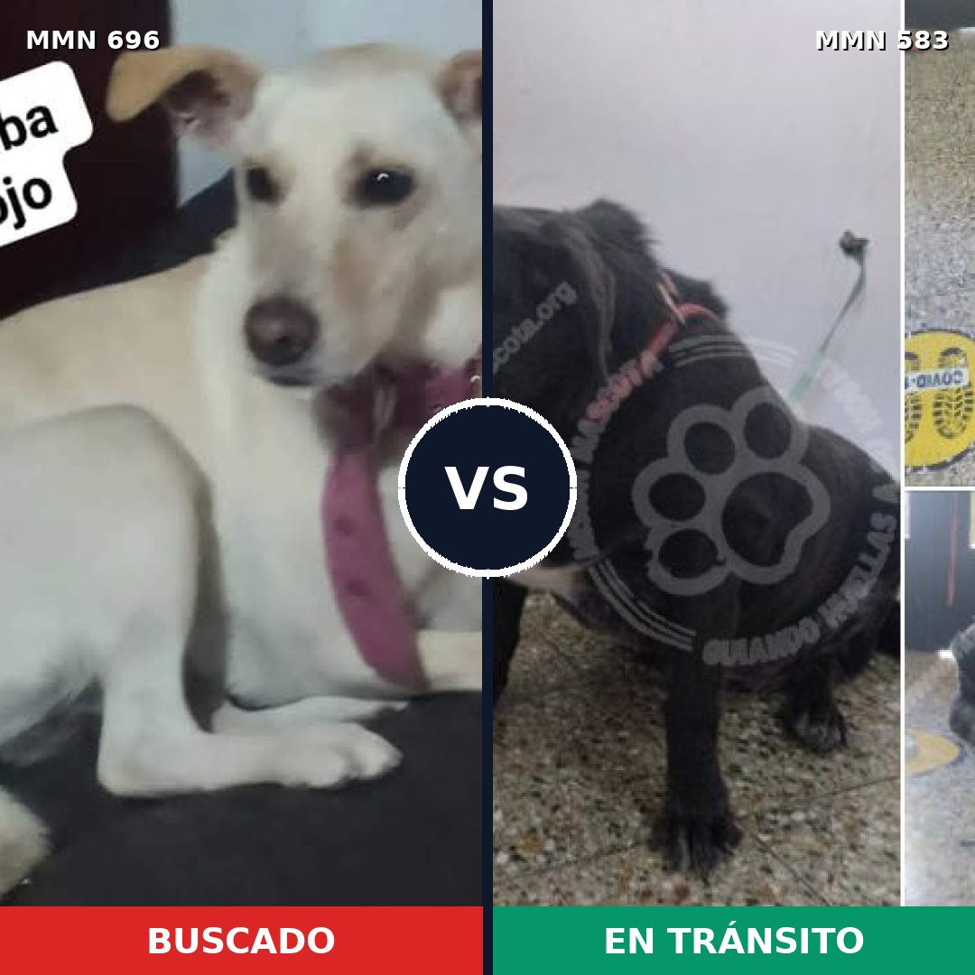Comparativa MMS 10017: mascota perdida y mascota encontrada, 31% de similitud