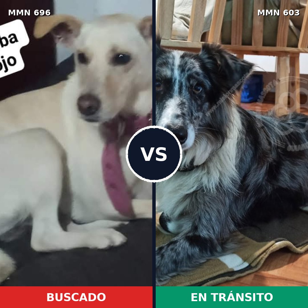 Comparativa MMS 10018: mascota perdida y mascota encontrada, 42% de similitud