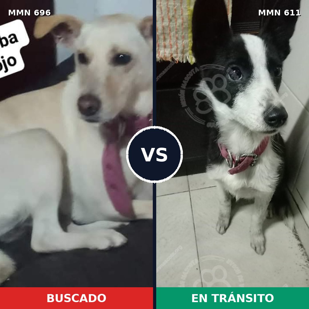 Comparativa MMS 10019: mascota perdida y mascota encontrada, 31% de similitud