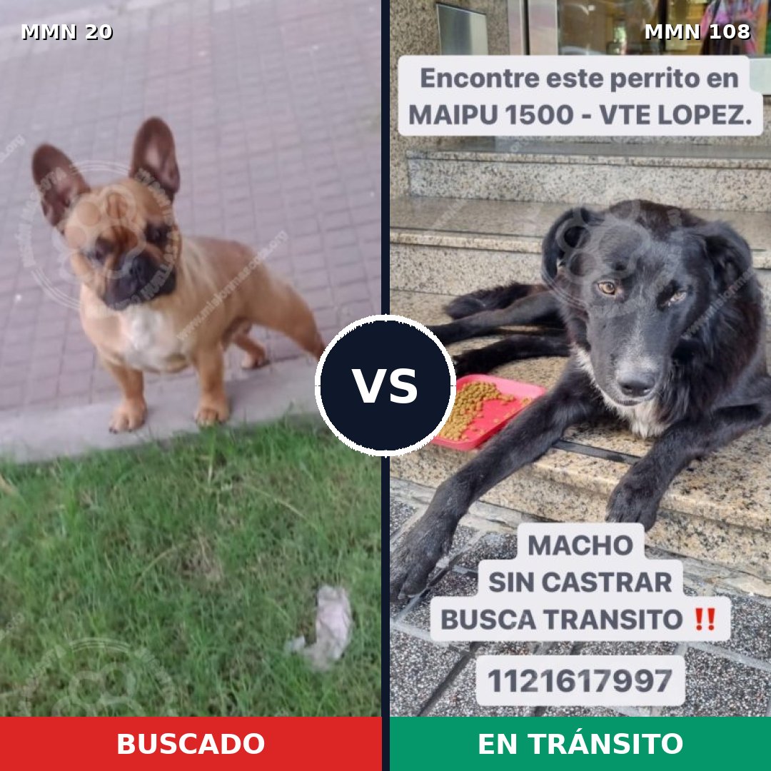 Comparativa MMS 1002: mascota perdida y mascota encontrada, 39% de similitud