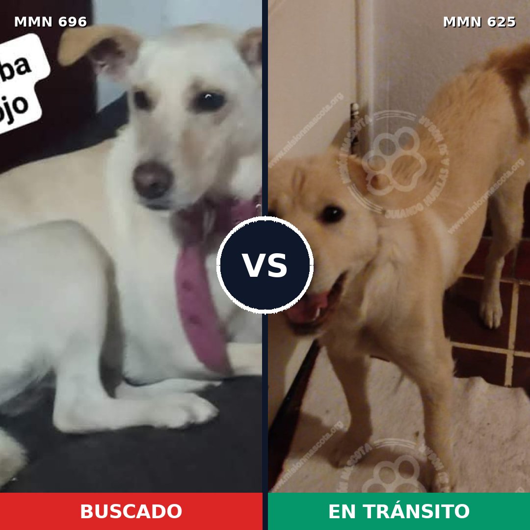 Comparativa MMS 10020: mascota perdida y mascota encontrada, 37% de similitud