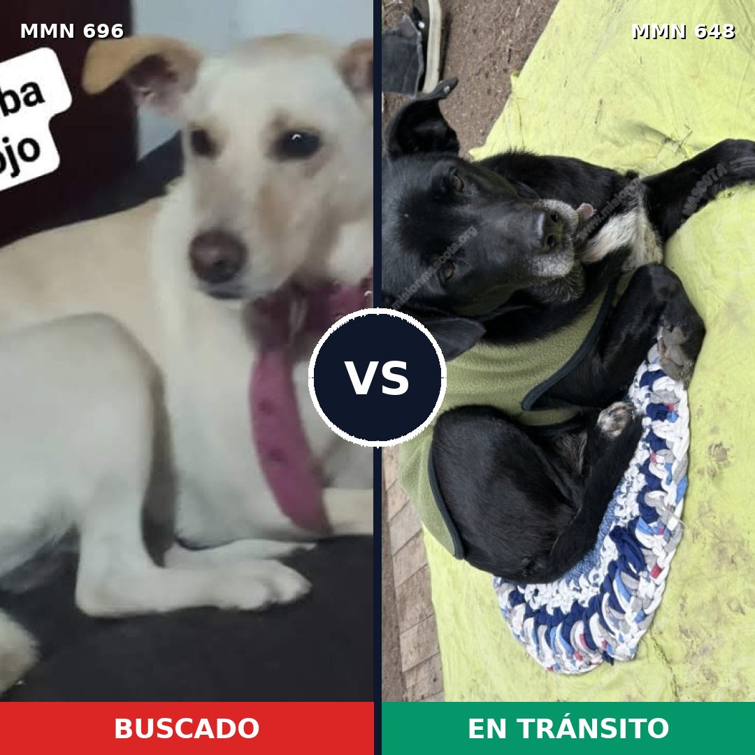 Comparativa MMS 10021: mascota perdida y mascota encontrada, 43% de similitud