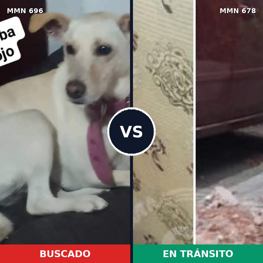 Comparativa MMS 10022: mascota perdida y mascota encontrada, 33% de similitud