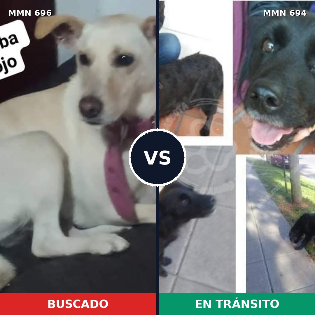 Comparativa MMS 10023: mascota perdida y mascota encontrada, 31% de similitud