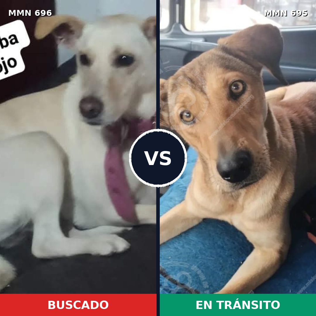 Comparativa MMS 10024: mascota perdida y mascota encontrada, 39% de similitud