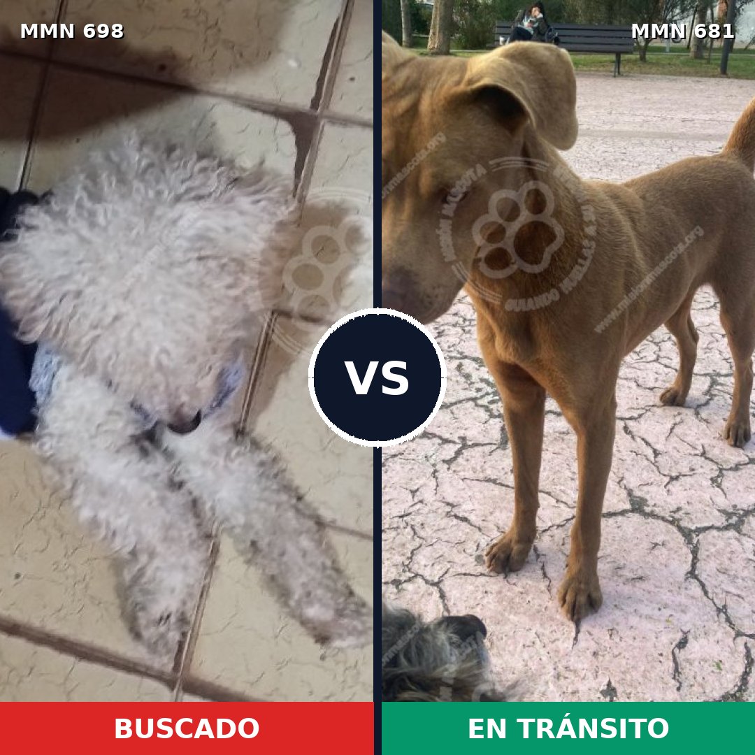 Comparativa MMS 10026: mascota perdida y mascota encontrada, 22% de similitud