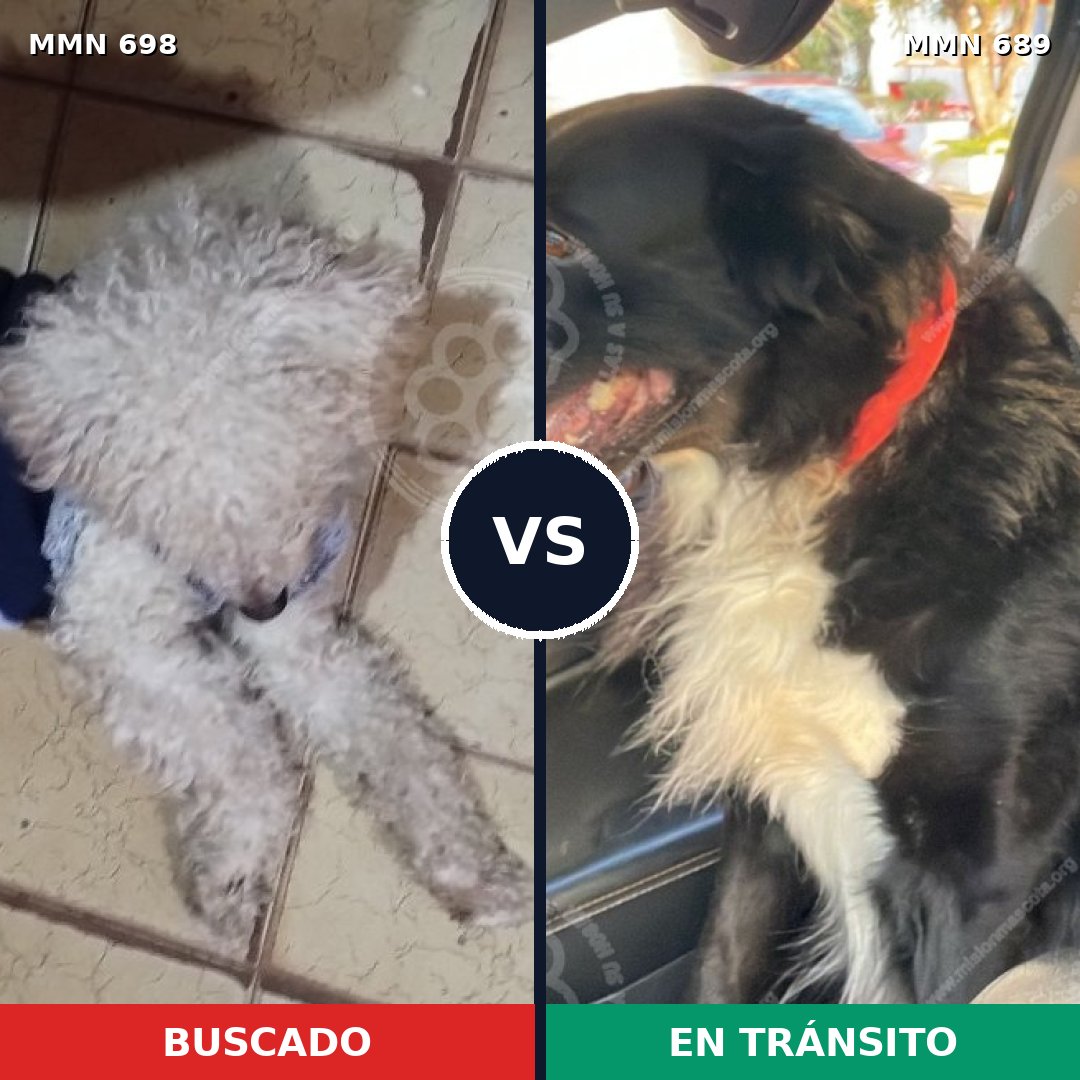 Comparativa MMS 10027: mascota perdida y mascota encontrada, 37% de similitud