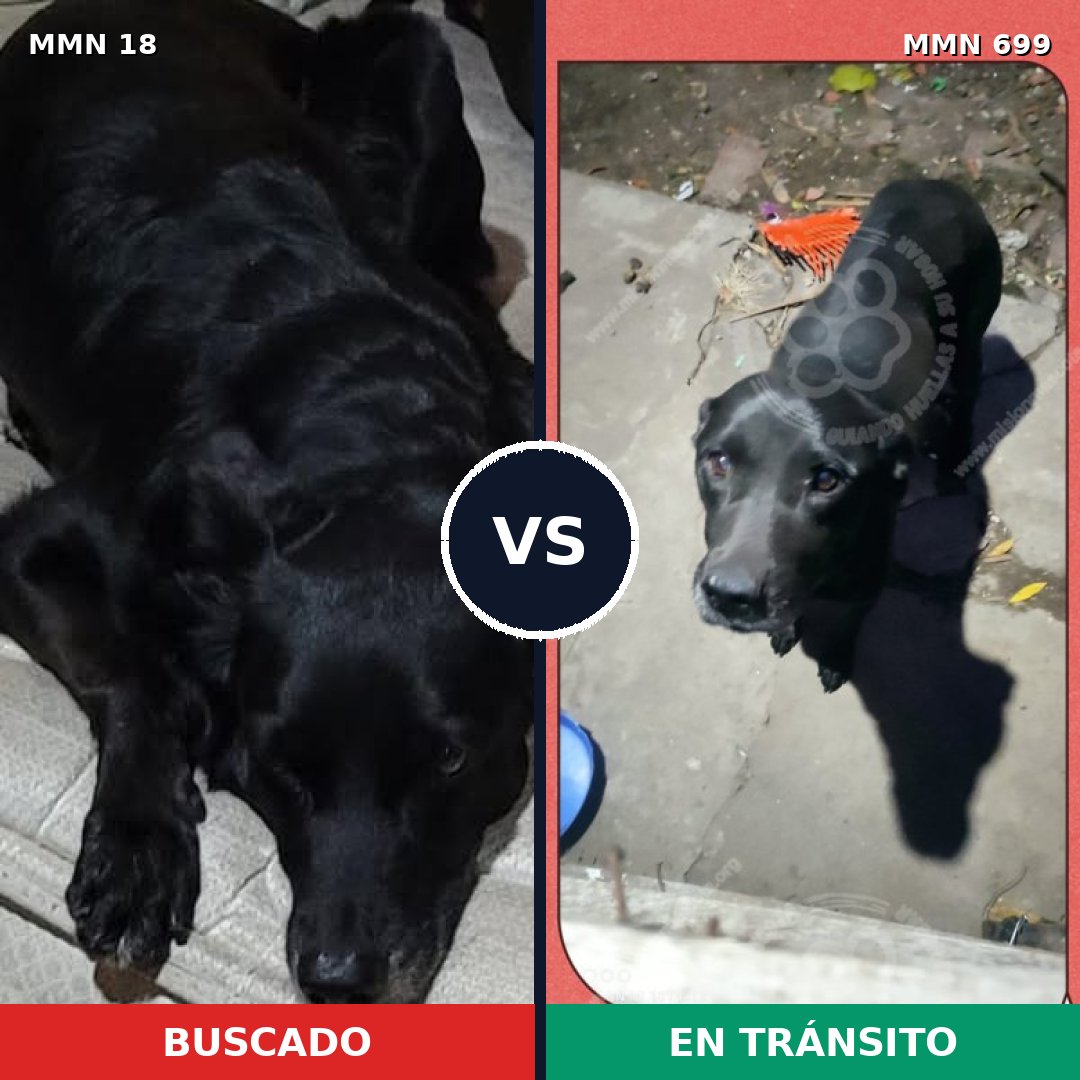 Comparativa MMS 10028: mascota perdida y mascota encontrada, 49% de similitud