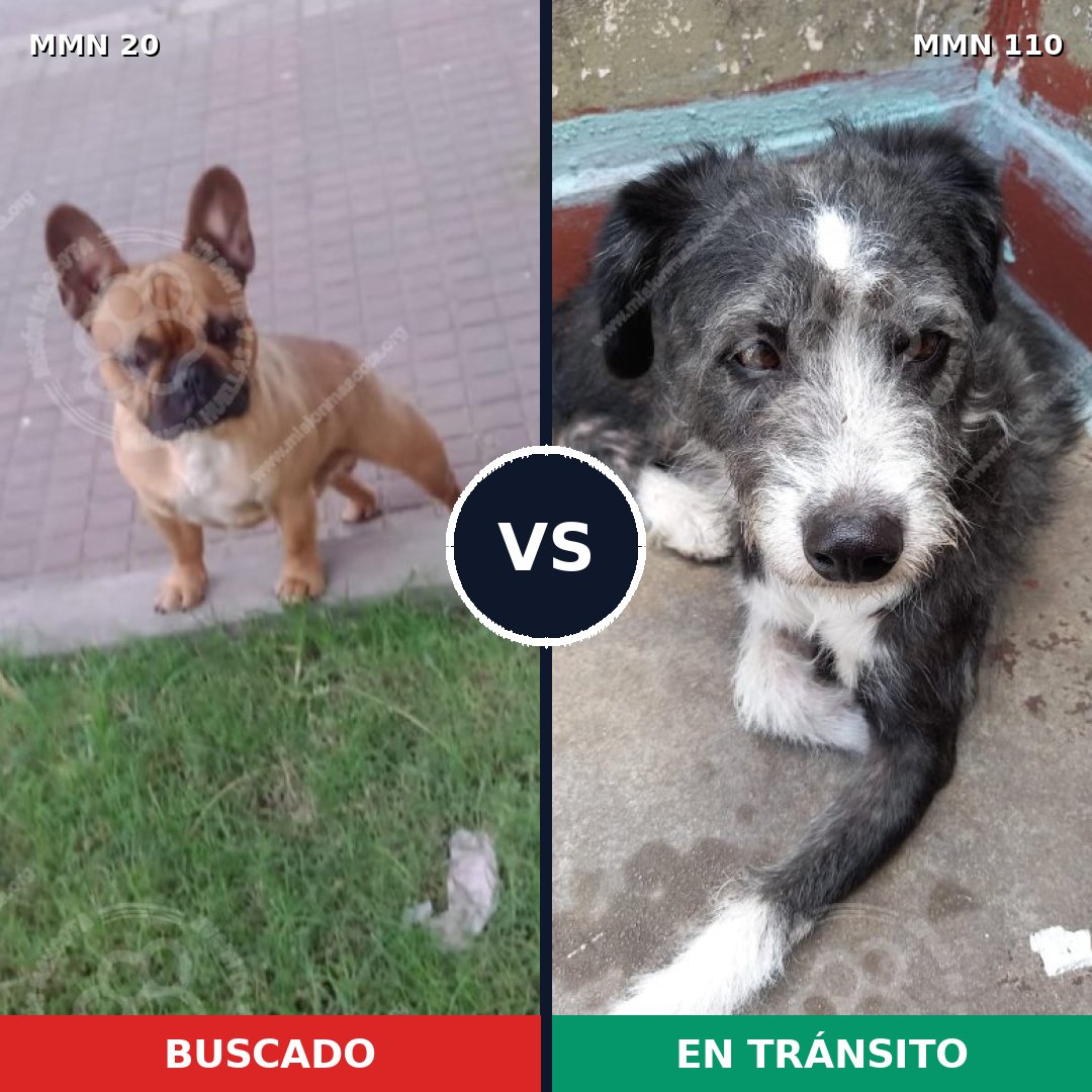 Comparativa MMS 1003: mascota perdida y mascota encontrada, 43% de similitud