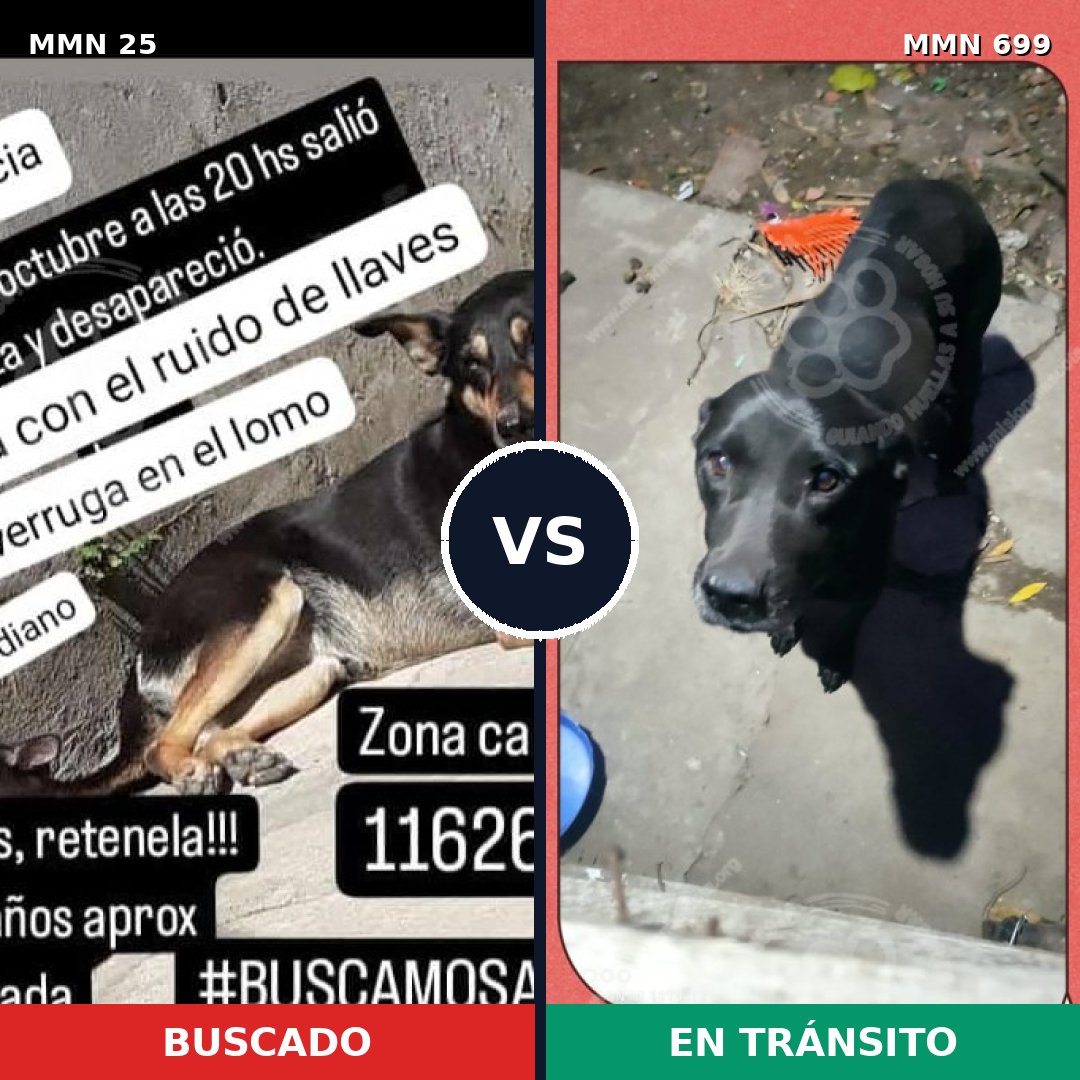 Comparativa MMS 10031: mascota perdida y mascota encontrada, 40% de similitud
