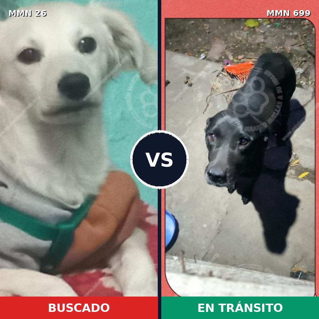 Comparativa MMS 10032: mascota perdida y mascota encontrada, 6% de similitud