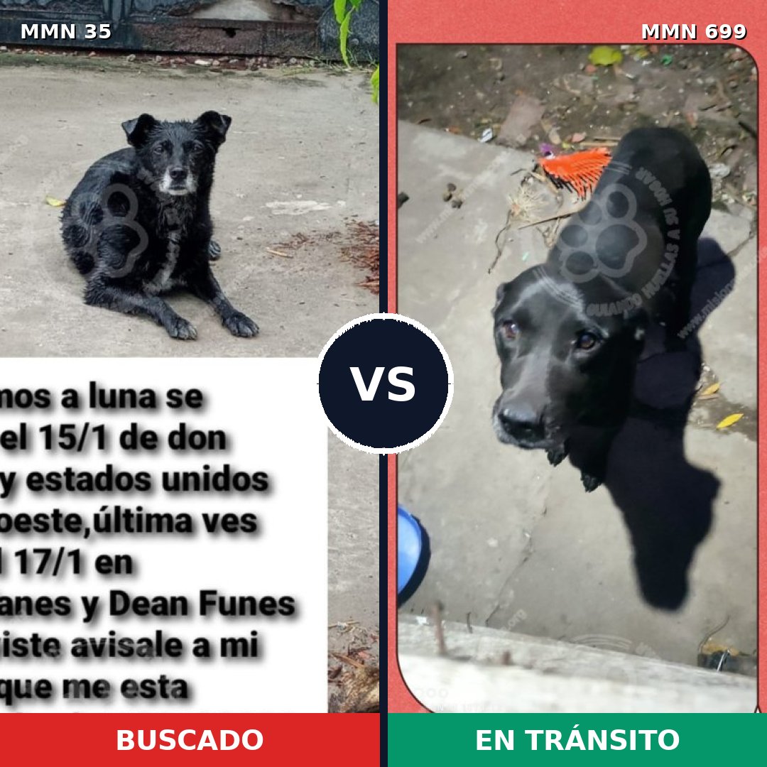 Comparativa MMS 10033: mascota perdida y mascota encontrada, 53% de similitud