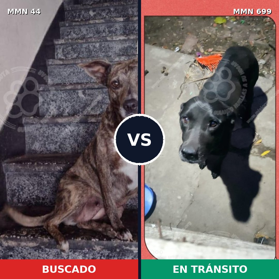 Comparativa MMS 10034: mascota perdida y mascota encontrada, 48% de similitud