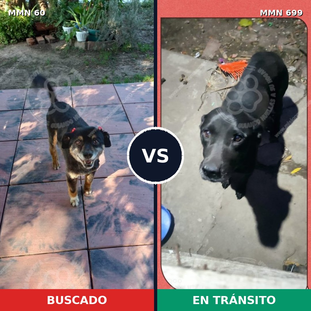Comparativa MMS 10037: mascota perdida y mascota encontrada, 41% de similitud