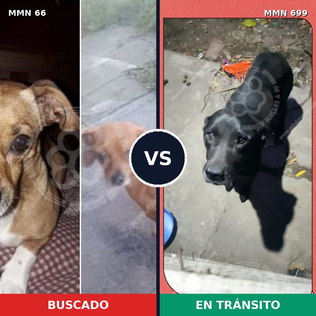 Comparativa MMS 10039: mascota perdida y mascota encontrada, 9% de similitud