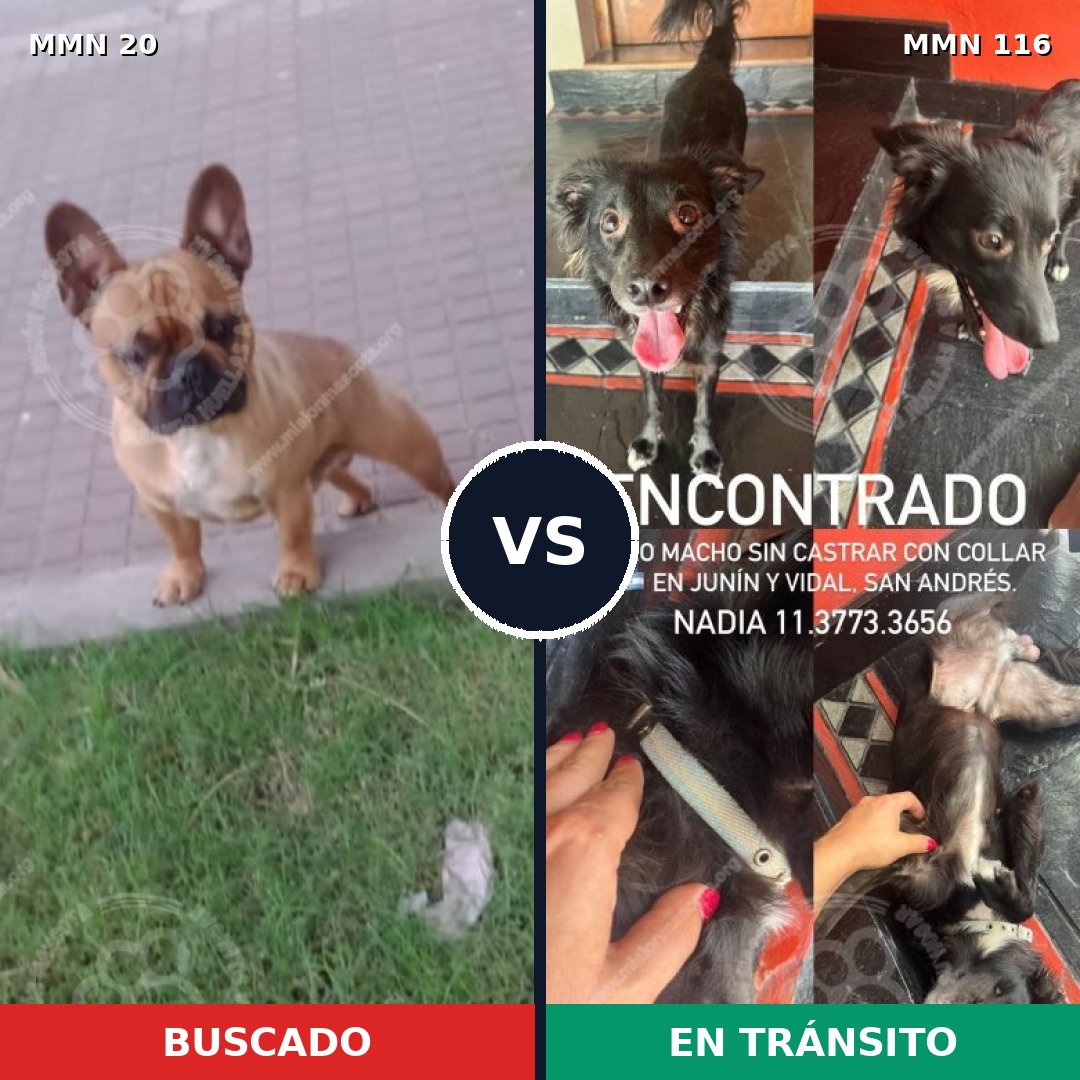 Comparativa MMS 1004: mascota perdida y mascota encontrada, 43% de similitud