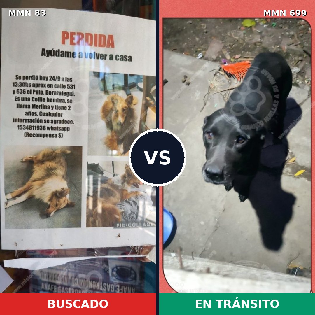 Comparativa MMS 10040: mascota perdida y mascota encontrada, 45% de similitud