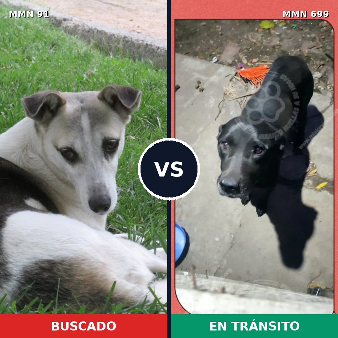 Comparativa MMS 10041: mascota perdida y mascota encontrada, 37% de similitud