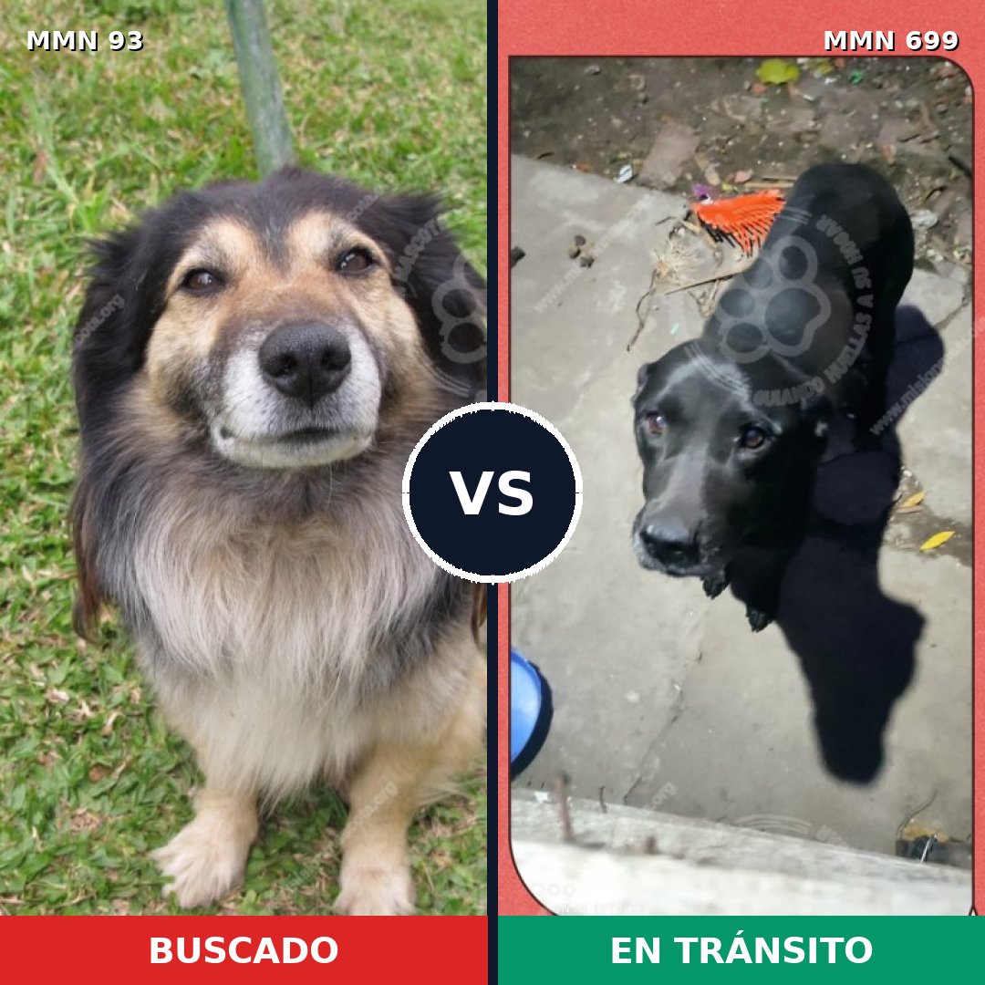 Comparativa MMS 10042: mascota perdida y mascota encontrada, 30% de similitud