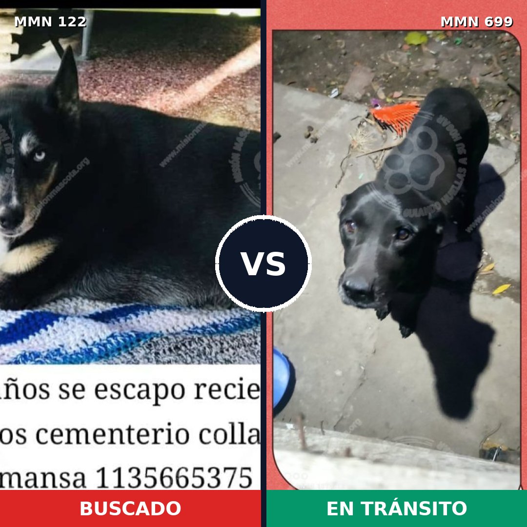 Comparativa MMS 10043: mascota perdida y mascota encontrada, 29% de similitud