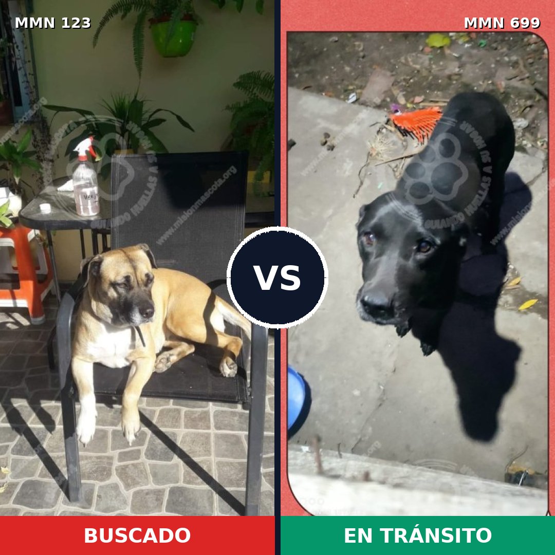 Comparativa MMS 10044: mascota perdida y mascota encontrada, 56% de similitud