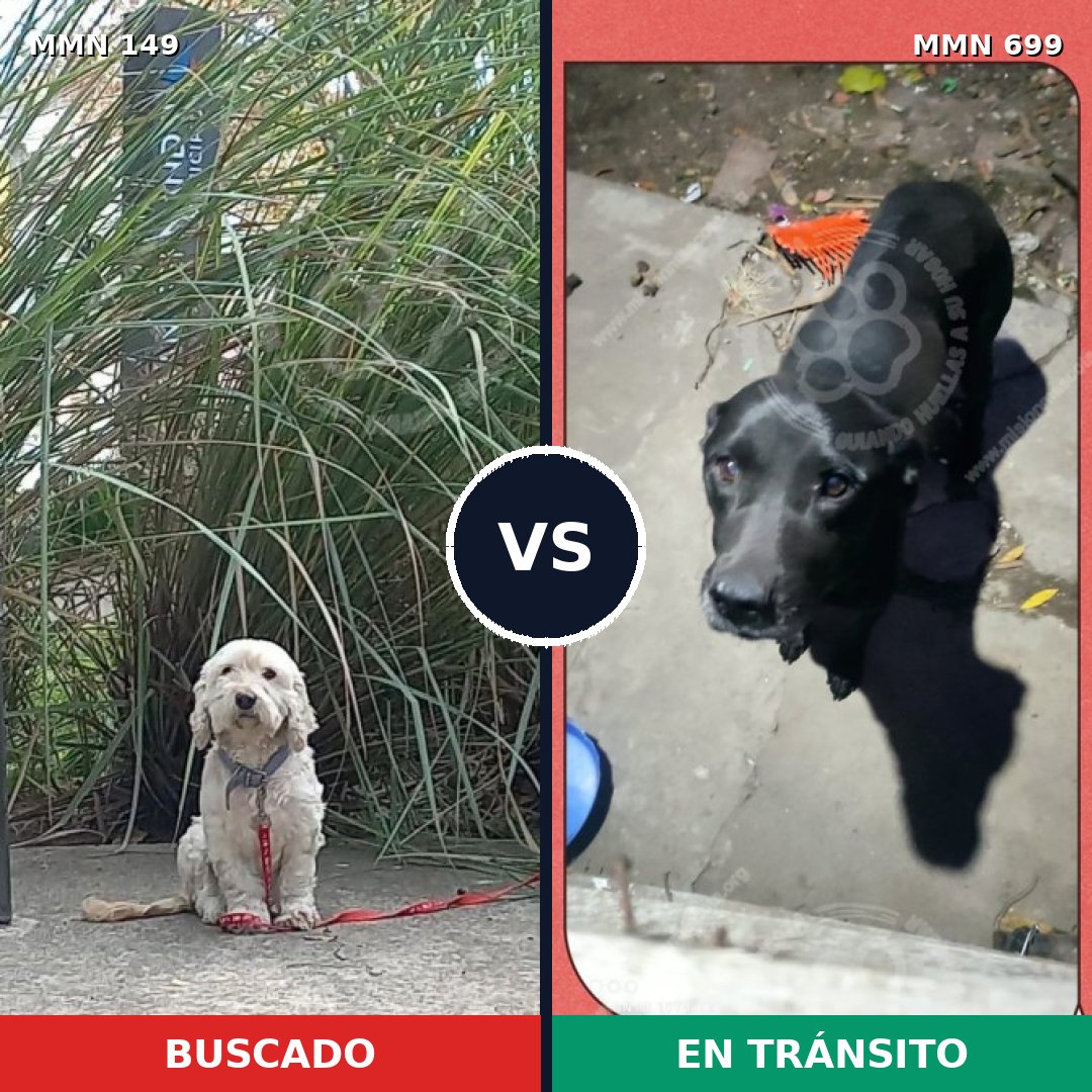 Comparativa MMS 10047: mascota perdida y mascota encontrada, 6% de similitud