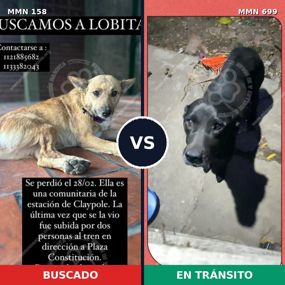 Comparativa MMS 10048: mascota perdida y mascota encontrada, 6% de similitud