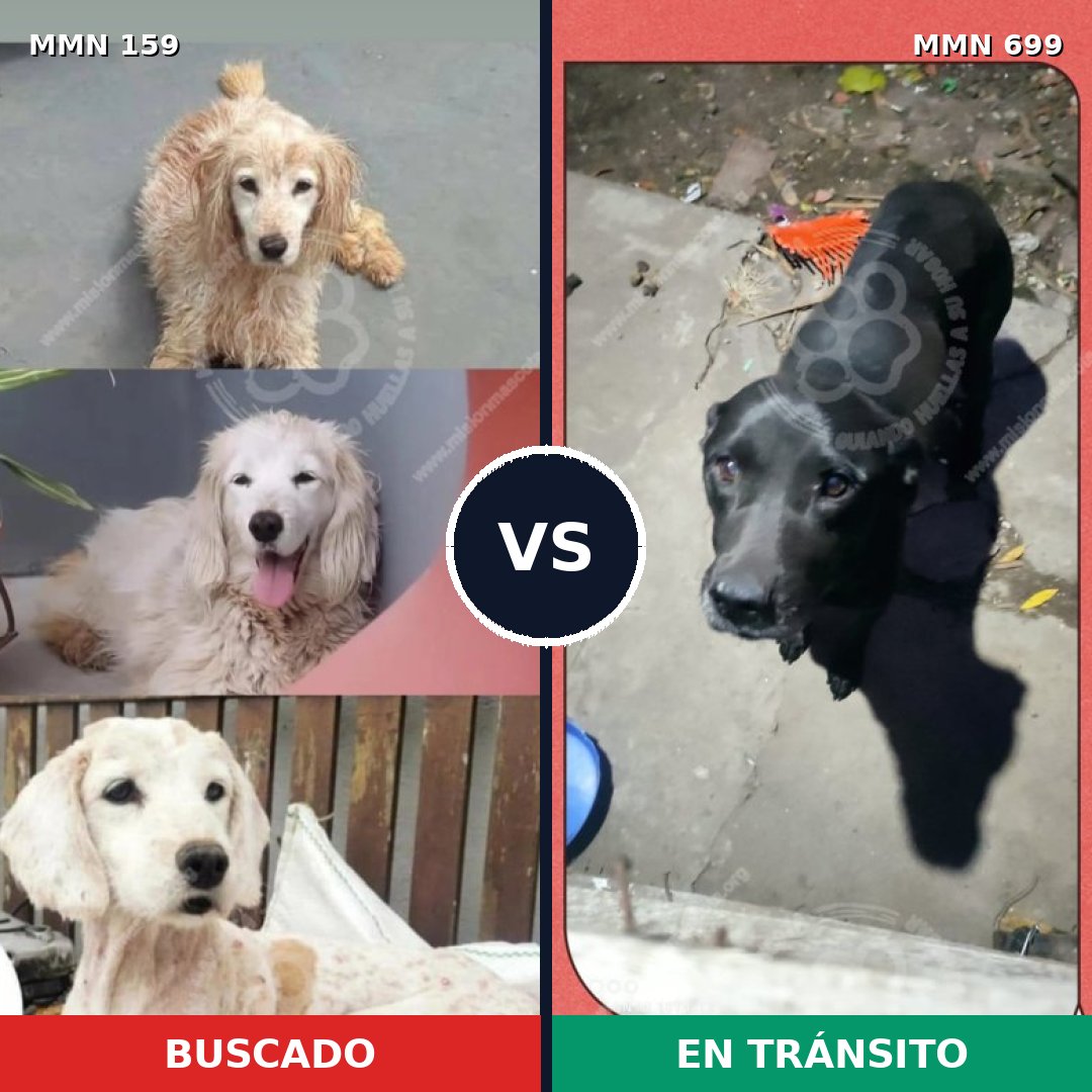 Comparativa MMS 10049: mascota perdida y mascota encontrada, 7% de similitud