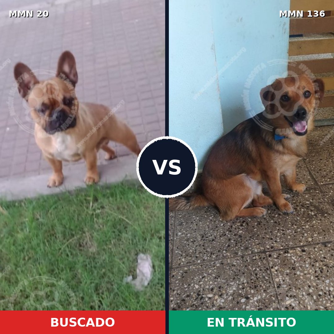 Comparativa MMS 1005: mascota perdida y mascota encontrada, 29% de similitud
